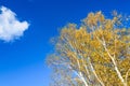 The White Birch autumn scenery Royalty Free Stock Photo