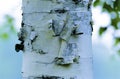 White Birch Bark  22780 Royalty Free Stock Photo