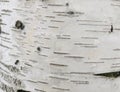 White birch bark with dashes