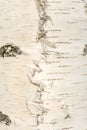 White birch bark texture, abstract background Royalty Free Stock Photo