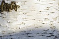 White birch bark texture background Royalty Free Stock Photo