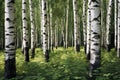 White birch (Betula pendula) - Northern Hemisphere (Generative AI)