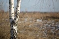 White birch in the field in early spring