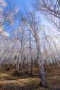 White birch forest Royalty Free Stock Photo