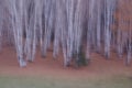 The white birch forest