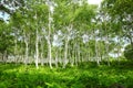 White birch forest Royalty Free Stock Photo