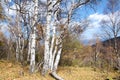 White birch forest Royalty Free Stock Photo