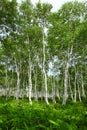 White birch forest Royalty Free Stock Photo