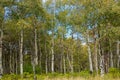 White birch forest Royalty Free Stock Photo