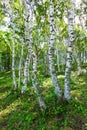 White birch forest landscape Royalty Free Stock Photo