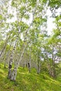White birch forest landscape Royalty Free Stock Photo