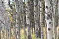 White Birch Forest in Montana in Autumn