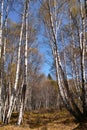 White birch forest