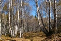 White birch forest