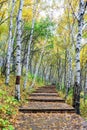 The White Birch Forest and Wood path Royalty Free Stock Photo