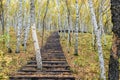 The White Birch Forest and Wood path Royalty Free Stock Photo