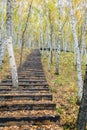 The White Birch Forest and Wood path Royalty Free Stock Photo