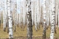 White birch grove in the spring. background Royalty Free Stock Photo