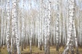 White birch grove in the spring. background Royalty Free Stock Photo