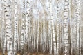 White birch grove in the spring. background Royalty Free Stock Photo