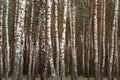 White birch grove in the spring. background Royalty Free Stock Photo