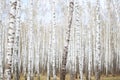 White birch grove in the spring. background Royalty Free Stock Photo