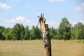 White birch grows in a field in summer on a Sunny day