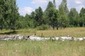 White birch grows in a field in summer on a Sunny day