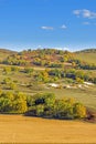 White Birch on the hillside Royalty Free Stock Photo