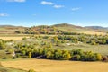 White Birch on the hillside Royalty Free Stock Photo