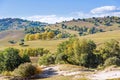 White Birch on the hillside Royalty Free Stock Photo