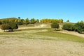 White Birch on the hillside Royalty Free Stock Photo