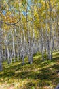 White Birch on the hillside Royalty Free Stock Photo