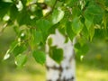 White birch in spring with young leaves close-up Royalty Free Stock Photo