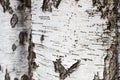 white birch tree bark as a background Royalty Free Stock Photo