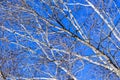 White Birch Tree Branches Against Blue Sky Background Royalty Free Stock Photo