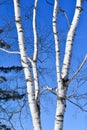 White Birch Tree Branches  Blue Sky Background Royalty Free Stock Photo