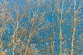 The white birch trees contrasts with the blue sky background. On the branches of a birch, autumn yellow leaves and several birds Royalty Free Stock Photo