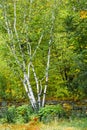 White Birch Tree in Fall Royalty Free Stock Photo