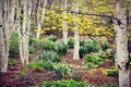 White Birch Tree Forest, Spring Flowers Royalty Free Stock Photo