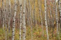 Birch tree forest in Autumn in Assiniboine Forest, Winnipeg, Manitoba