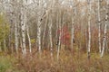 Birch tree forest in Autumn in Assiniboine Forest, Winnipeg, Manitoba