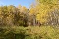 Birch tree forest in Autumn in Assiniboine Forest, Winnipeg, Manitoba