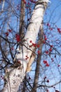 White birch tree with a winterberry bush branches across it