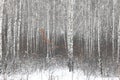 white birch trees with birch bark in birch forest among other birches in winter on snow