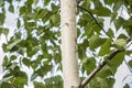 White birch trees with beautiful birch bark in a birch grove