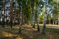White birch trees with beautiful birch bark in a birch grove in the rays of a summer sunset Royalty Free Stock Photo