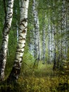White birch trees with beautiful birch bark in a birch grove. Vertical view. Royalty Free Stock Photo