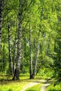 White birch trees with beautiful birch bark in a birch grove. Vertical view. Royalty Free Stock Photo