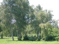 White birch trees with beautiful birch bark in a birch grove.